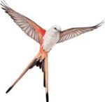 Wingspan Logo